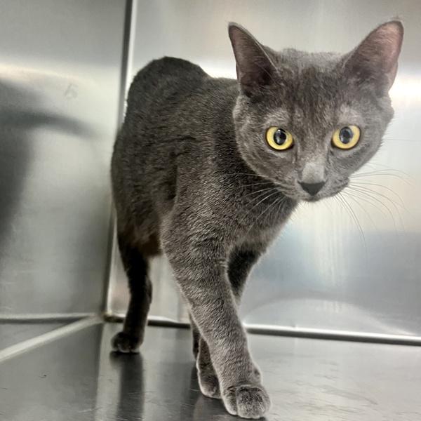 Moon, Adoptable, Young Female Domestic Short Hair.