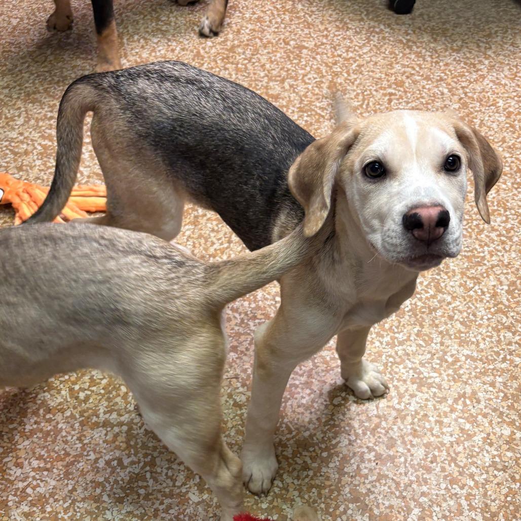 Yellowstone, Adoptable, Puppy Male Husky & Labrador Retriever.