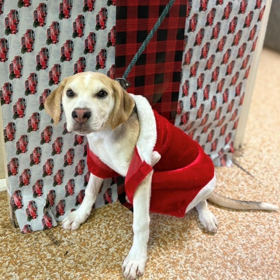 Enlarge Yellowstone, a Adoptable mixed breed in Chehalis, WA image 1/1