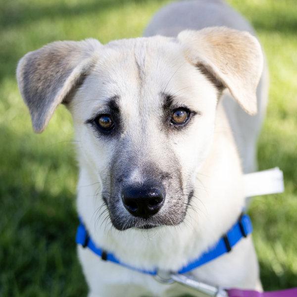 Enlarge Artemis, a Adoptable mixed breed in Dublin, CA image 1/1