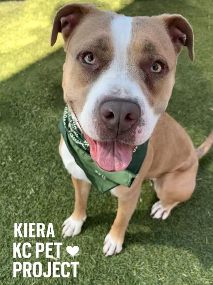 Enlarge Kiera, a Adoptable mixed breed in Kansas City, MO image 1/3