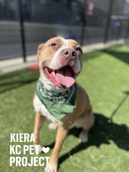 Enlarge Kiera, a Adoptable mixed breed in Kansas City, MO image 2/3
