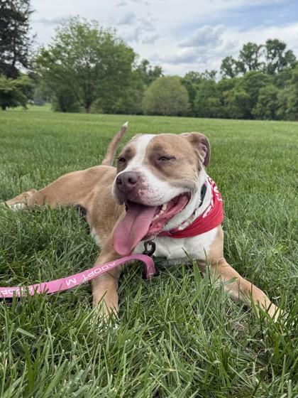 Enlarge Kiera, a Adoptable mixed breed in Kansas City, MO image 3/3