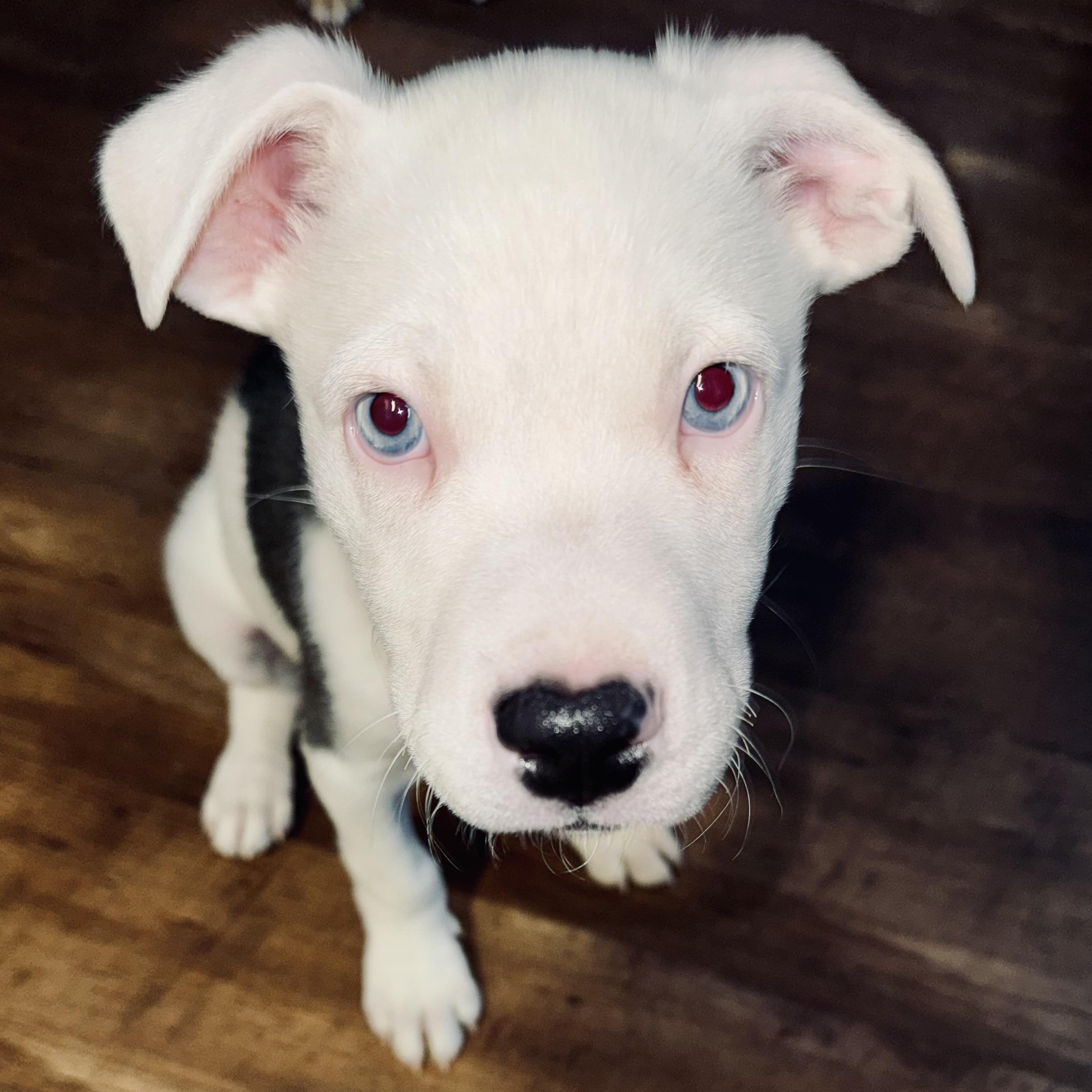 Enlarge MARTIN - ARRIVED IN MAINE JANUARY 24TH, an adopted Mixed Breed in Berwick, ME image 2/6