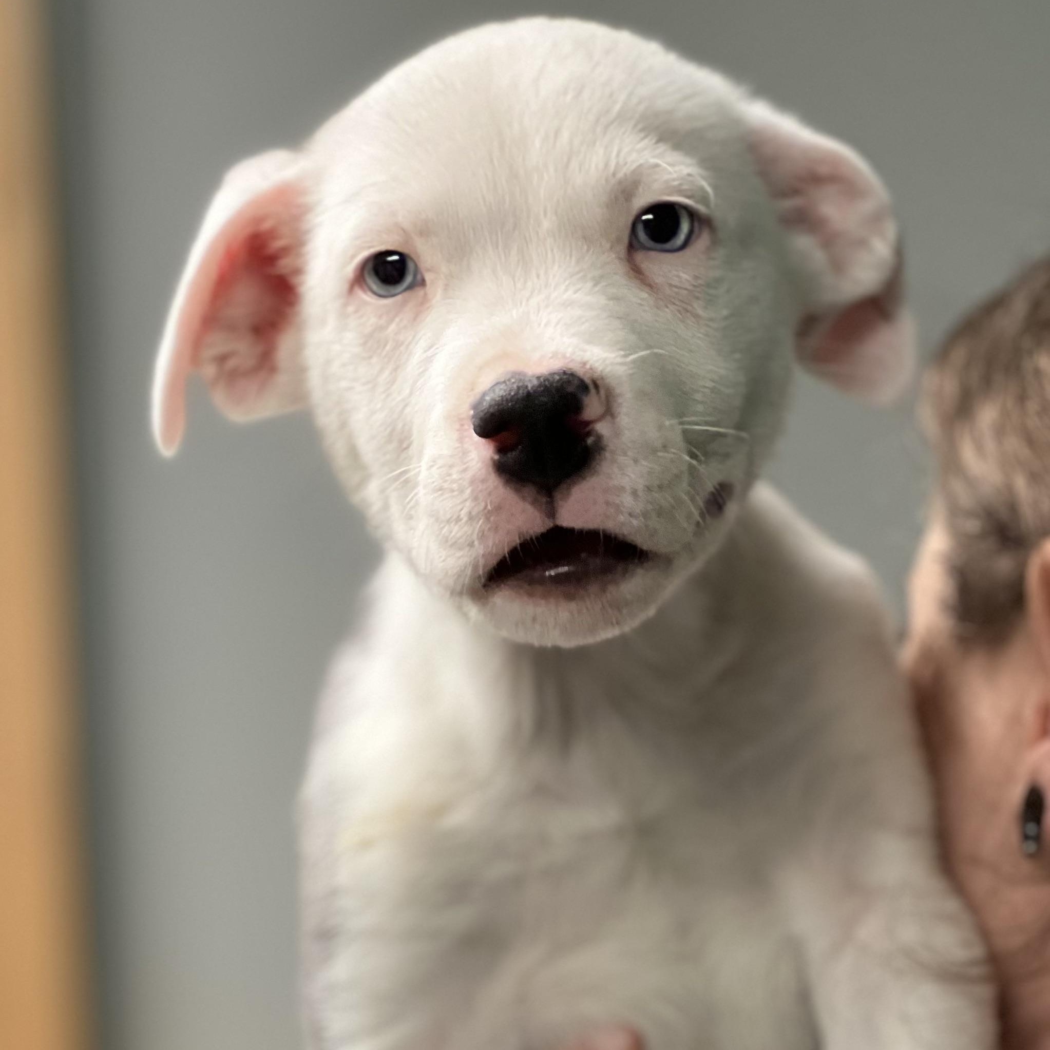 Enlarge MARTIN - ARRIVED IN MAINE JANUARY 24TH, an adopted Mixed Breed in Berwick, ME image 3/6