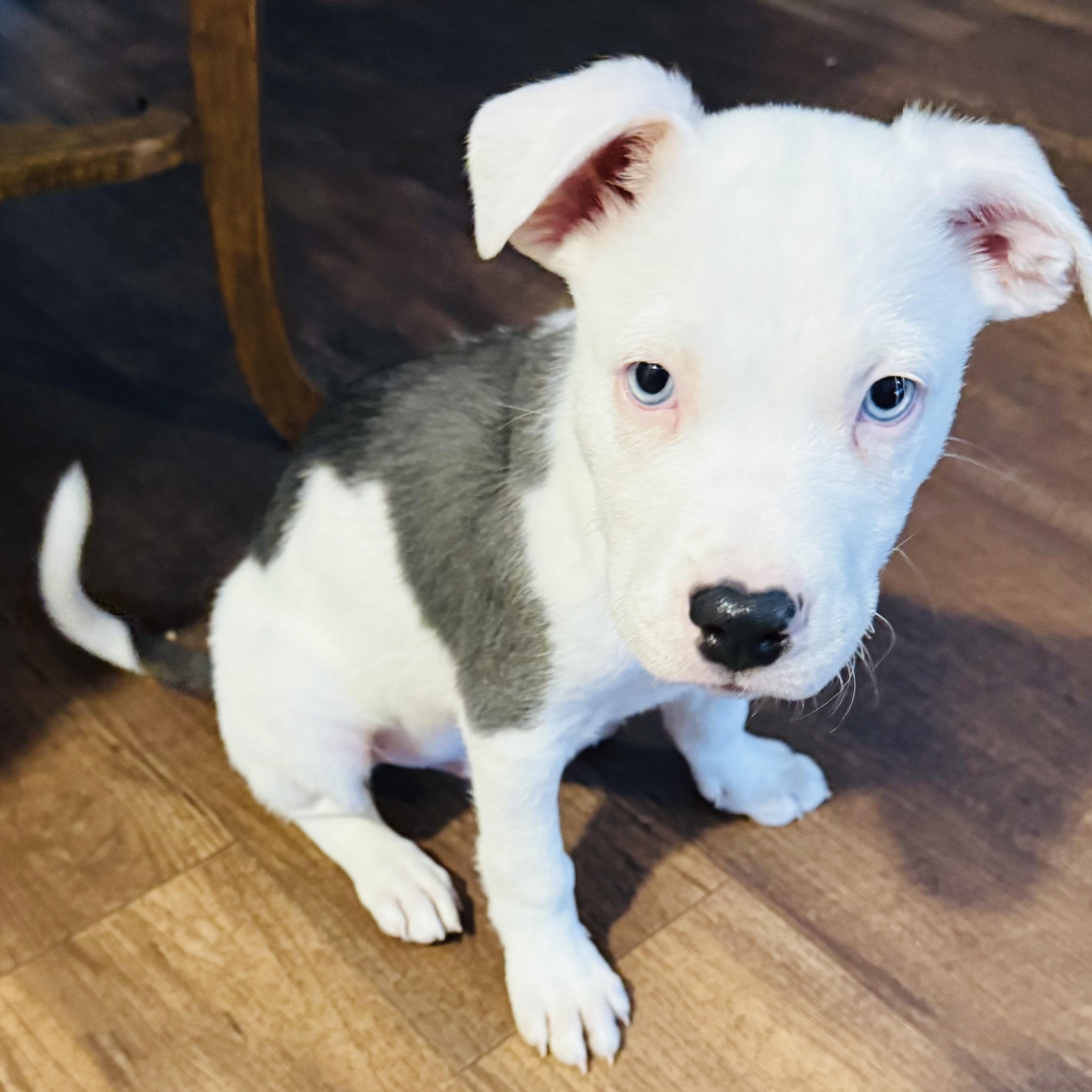 Enlarge MARTIN - ARRIVED IN MAINE JANUARY 24TH, an adopted Mixed Breed in Berwick, ME image 1/6