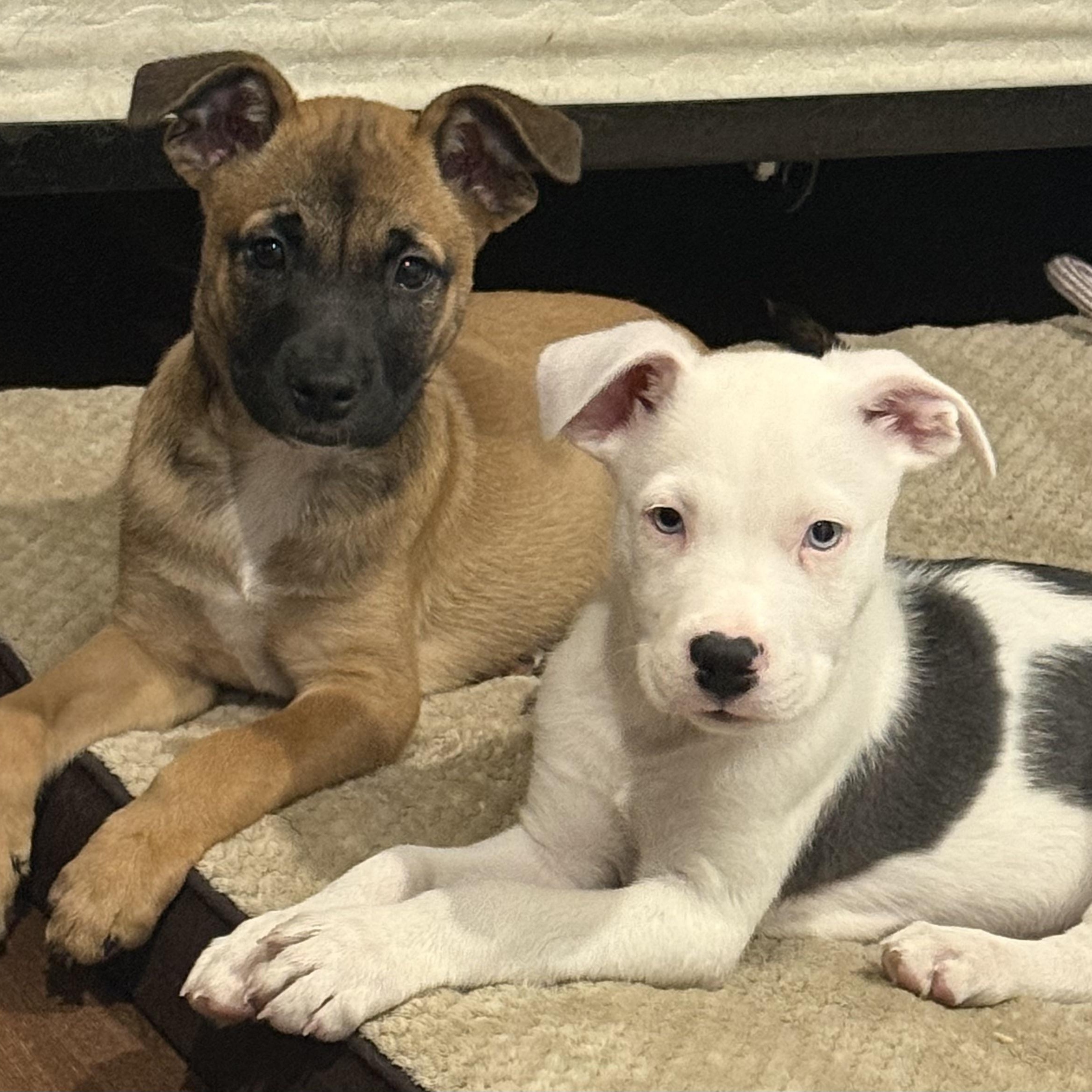 Enlarge MARTIN - ARRIVED IN MAINE JANUARY 24TH, an adopted Mixed Breed in Berwick, ME image 6/6