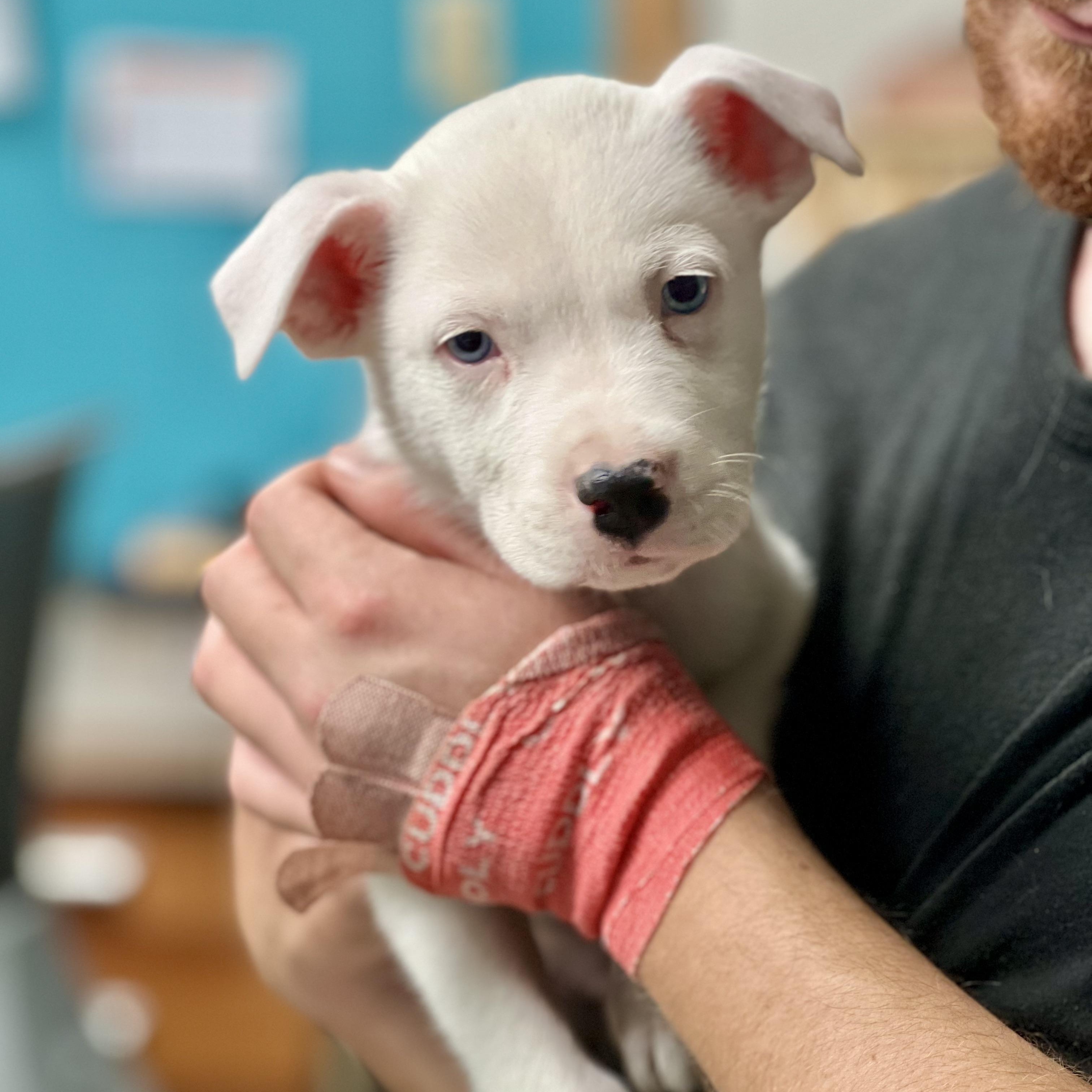 Enlarge MARTIN - ARRIVES IN MAINE JANUARY 24TH, a ADOPTABLE Mixed Breed in Berwick, ME image 1/1