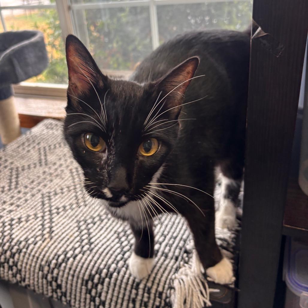 Jumper, Adoptable, Adult Male Domestic Short Hair.