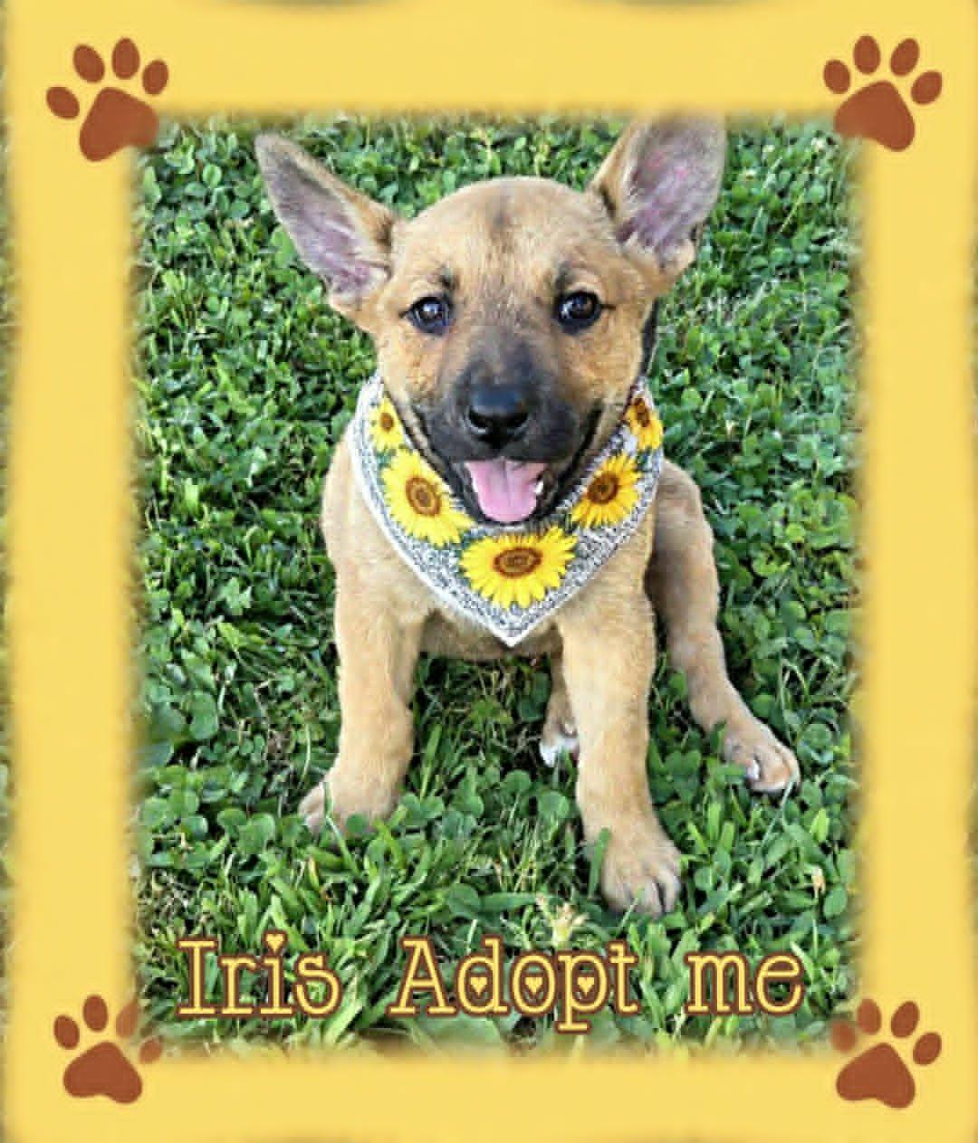 Iris, a ADOPTABLE mixed breed in Grove, OK image 2/5