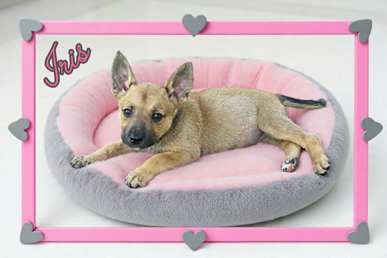 Iris, a ADOPTABLE mixed breed in Grove, OK image 5/5