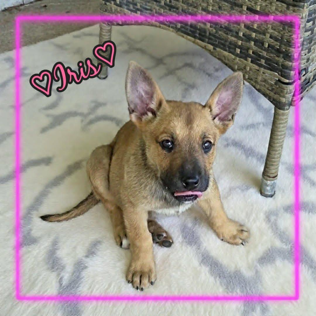 Iris, a ADOPTABLE mixed breed in Grove, OK image 3/5
