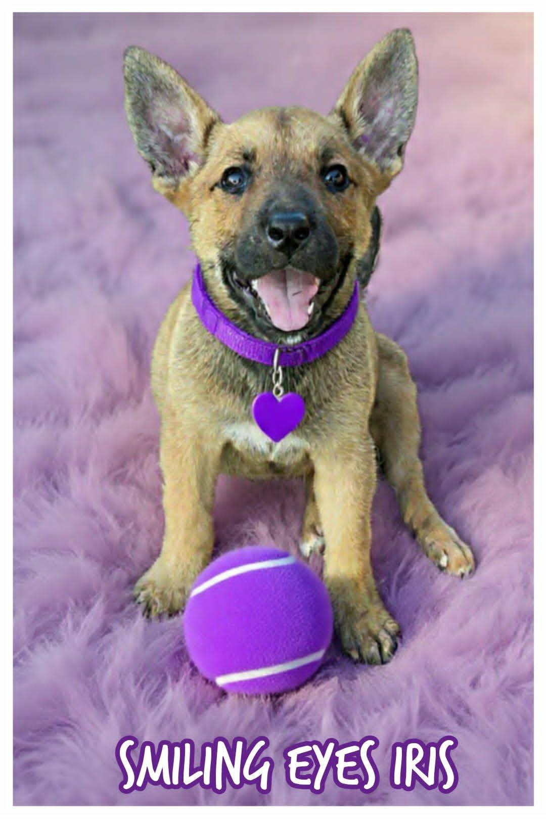 Iris, a ADOPTABLE mixed breed in Grove, OK image 4/5