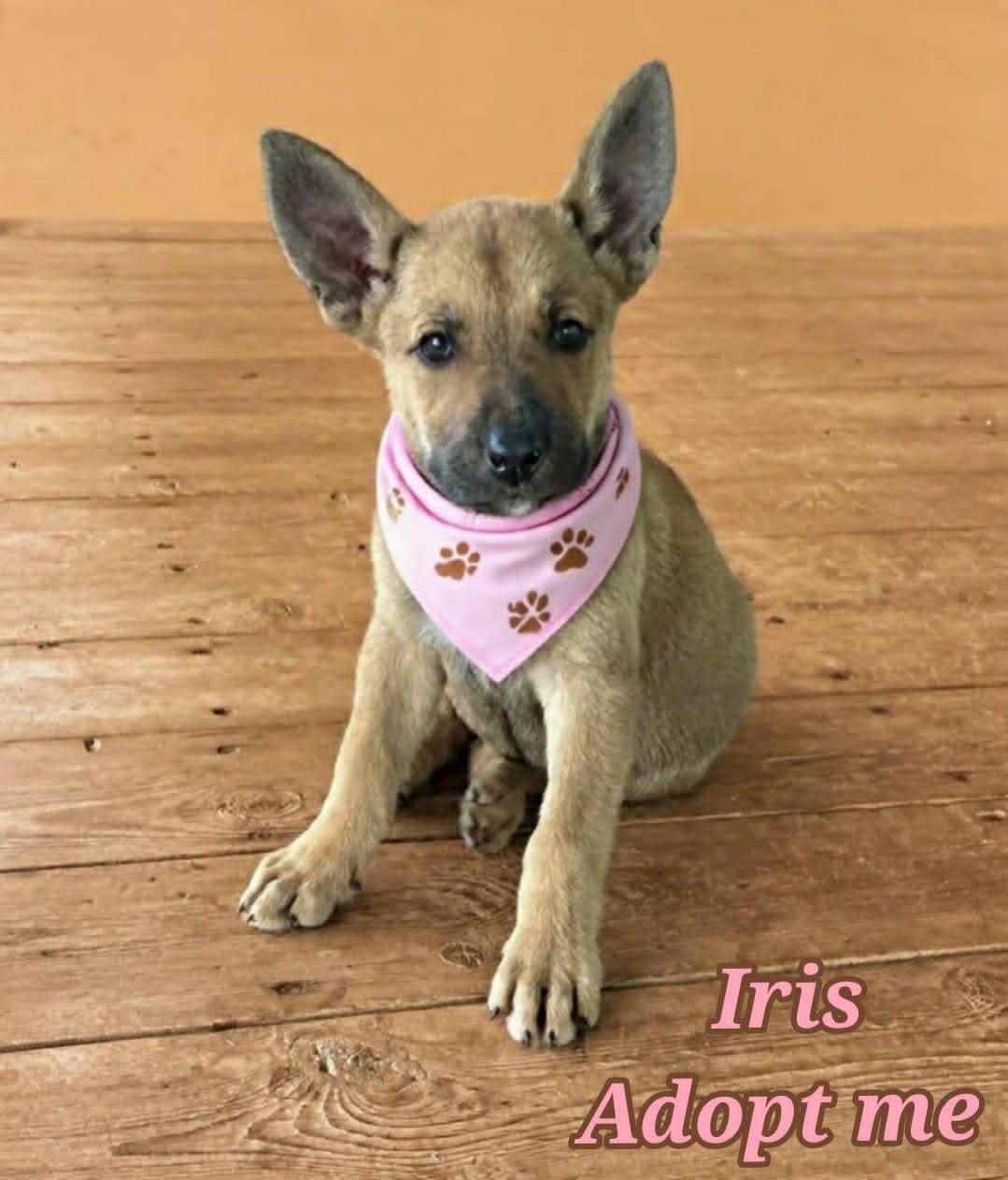 Iris, a ADOPTABLE mixed breed in Grove, OK image 1/5