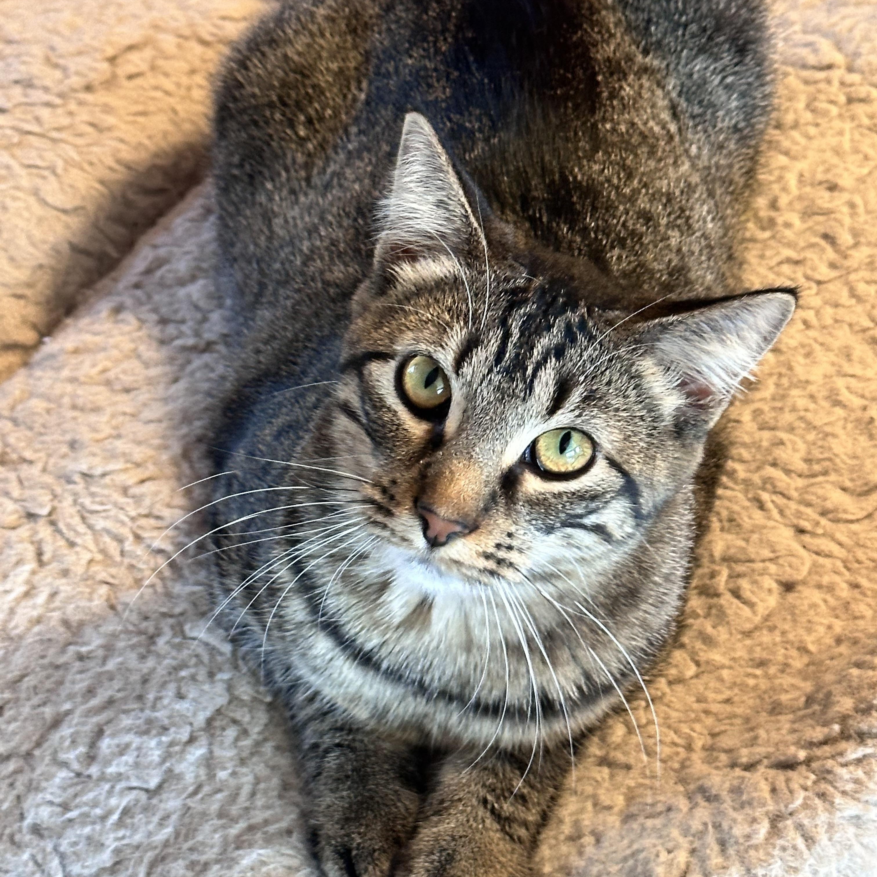 Churro & Misfit (Bonded Pair), an adoptable Siberian, Maine Coon in Mount Vernon, IL, 62864 | Photo Image 4