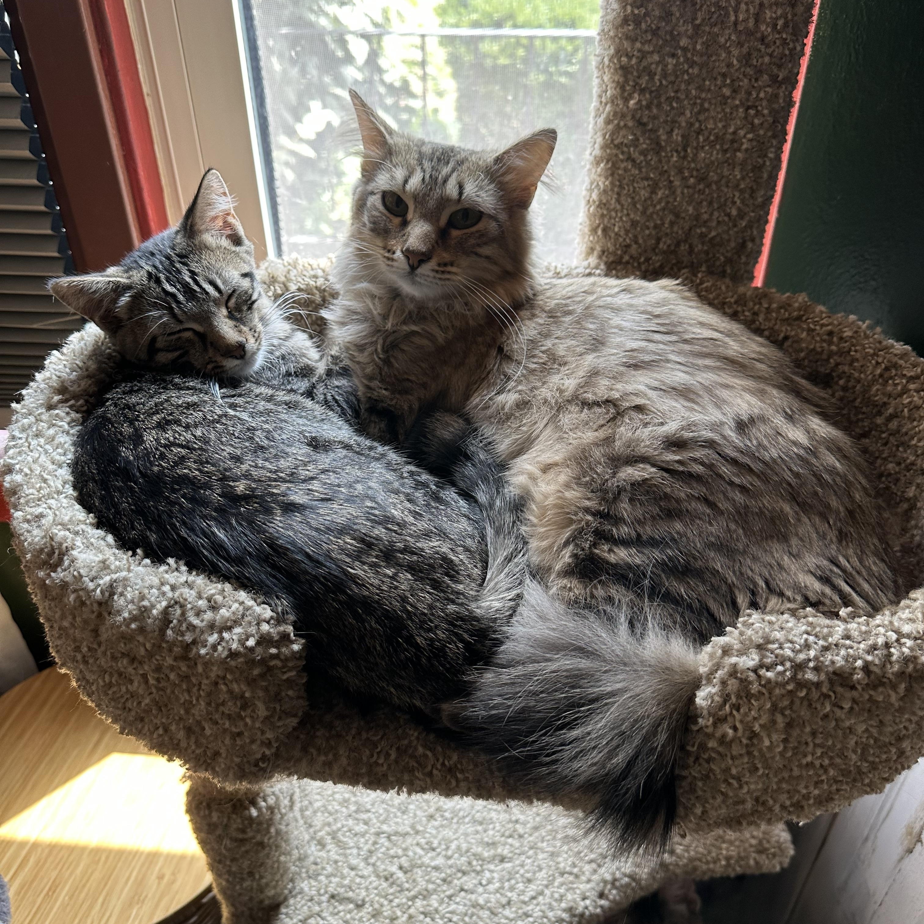 Churro & Misfit (Bonded Pair), an adoptable Siberian, Maine Coon in Mount Vernon, IL, 62864 | Photo Image 3