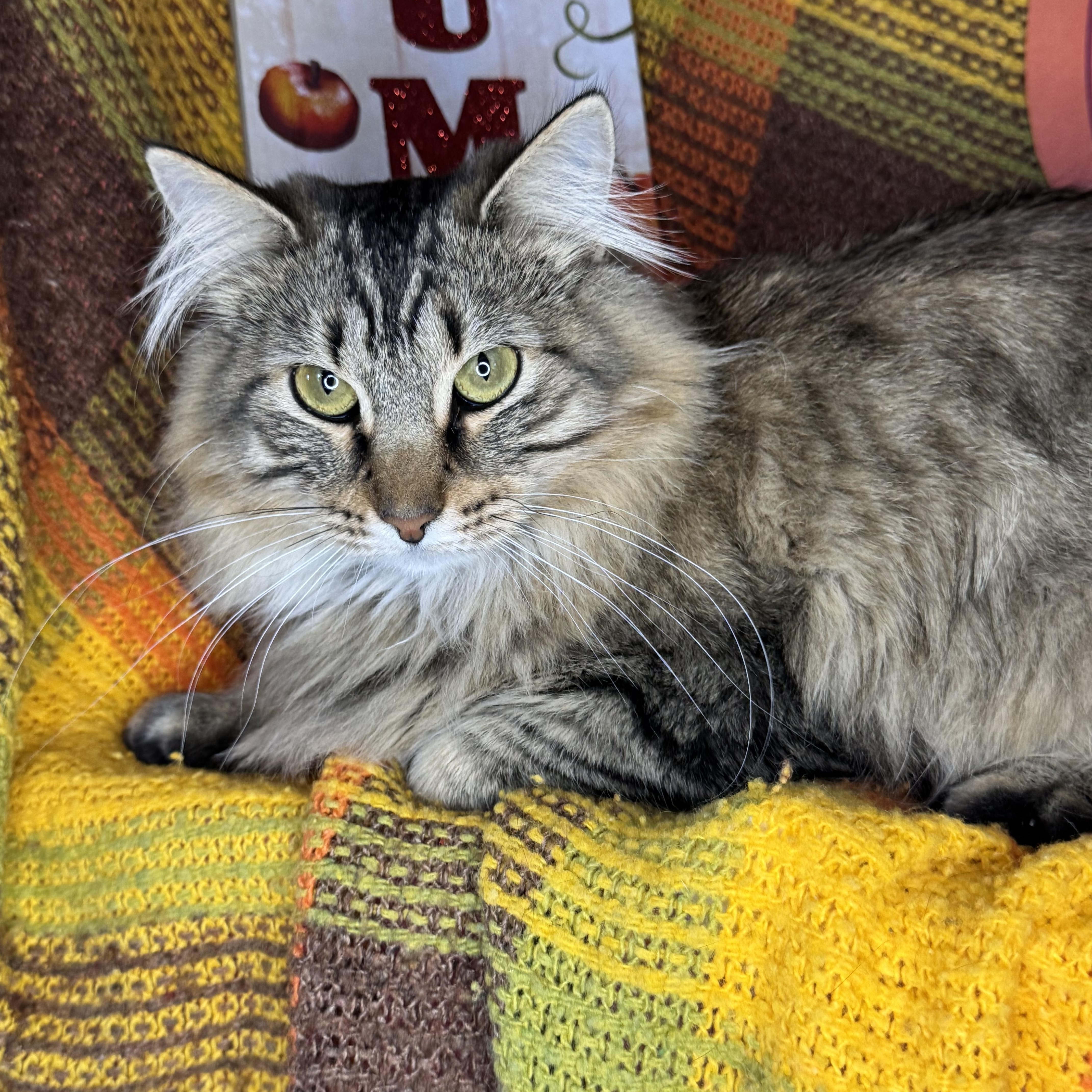 Churro & Misfit (Bonded Pair), an adoptable Siberian, Maine Coon in Mount Vernon, IL, 62864 | Photo Image 1