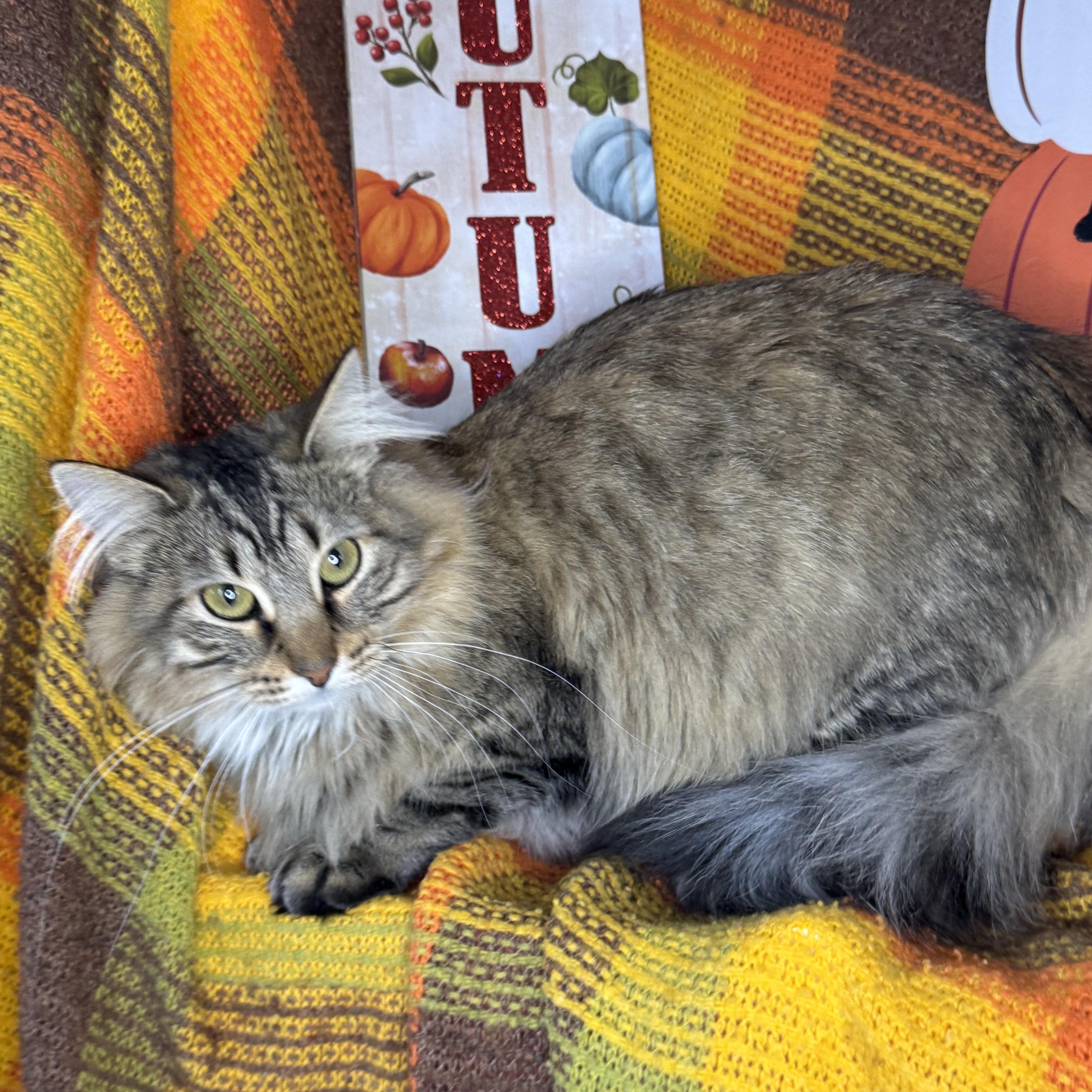 Churro & Misfit (Bonded Pair), an adoptable Siberian, Maine Coon in Mount Vernon, IL, 62864 | Photo Image 6