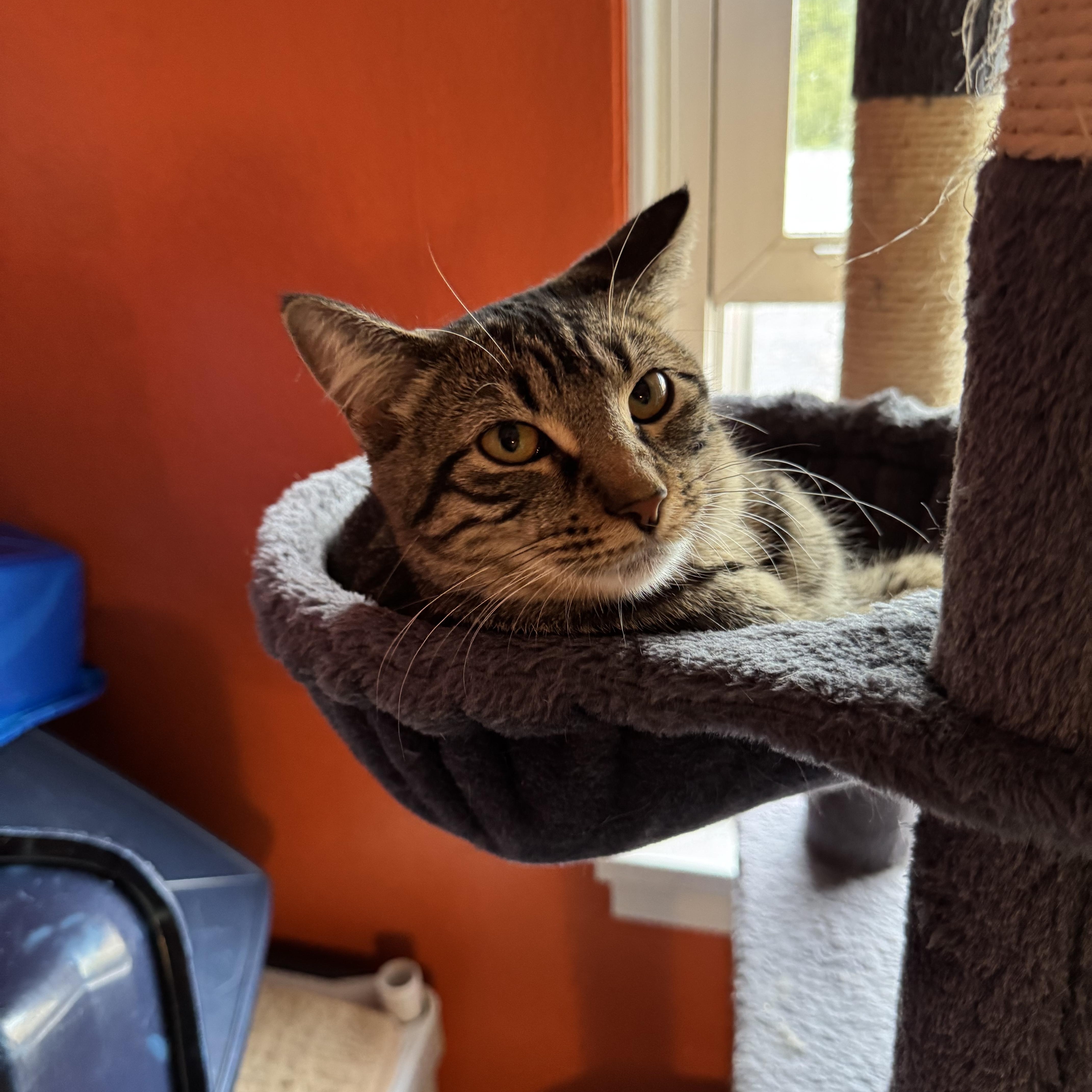Churro & Misfit (Bonded Pair), an adoptable Siberian, Maine Coon in Mount Vernon, IL, 62864 | Photo Image 2