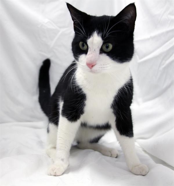 DUFF, Adoptable, Young Male Domestic Short Hair.