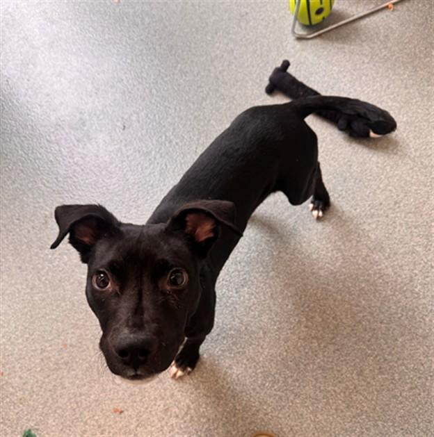 Enlarge SQUIRREL, a Adoptable Pit Bull Terrier in Toledo, OH image 1/1