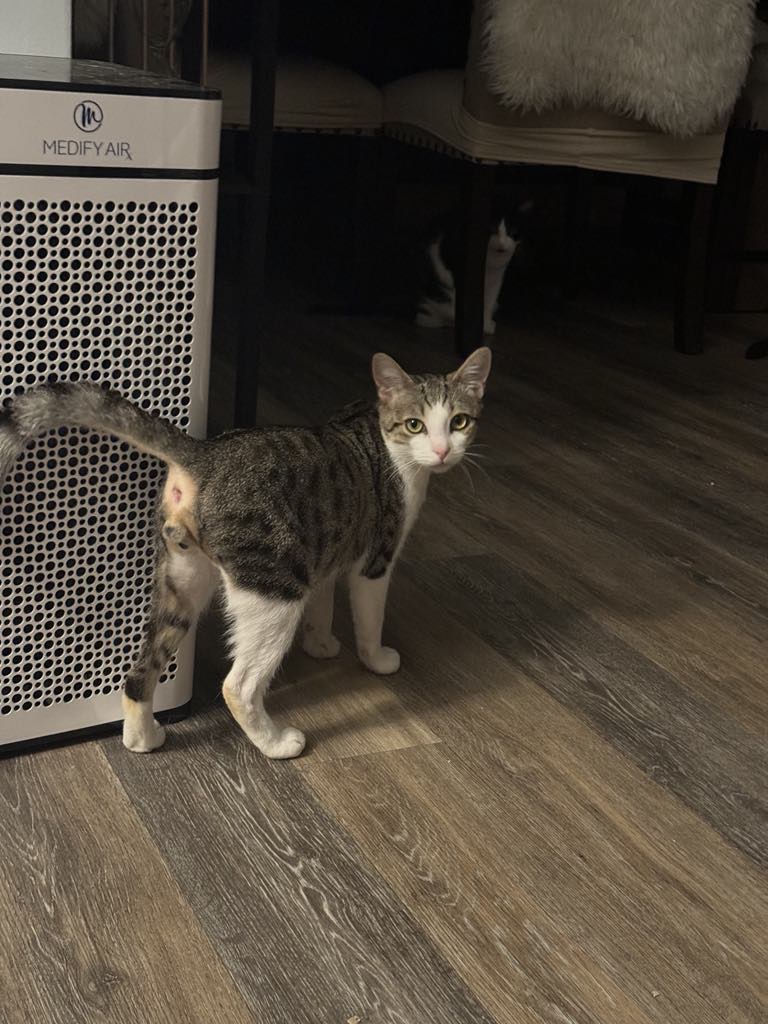 Enlarge Ethan, a Adoptable American Shorthair in Charlotte, NC image 4/6