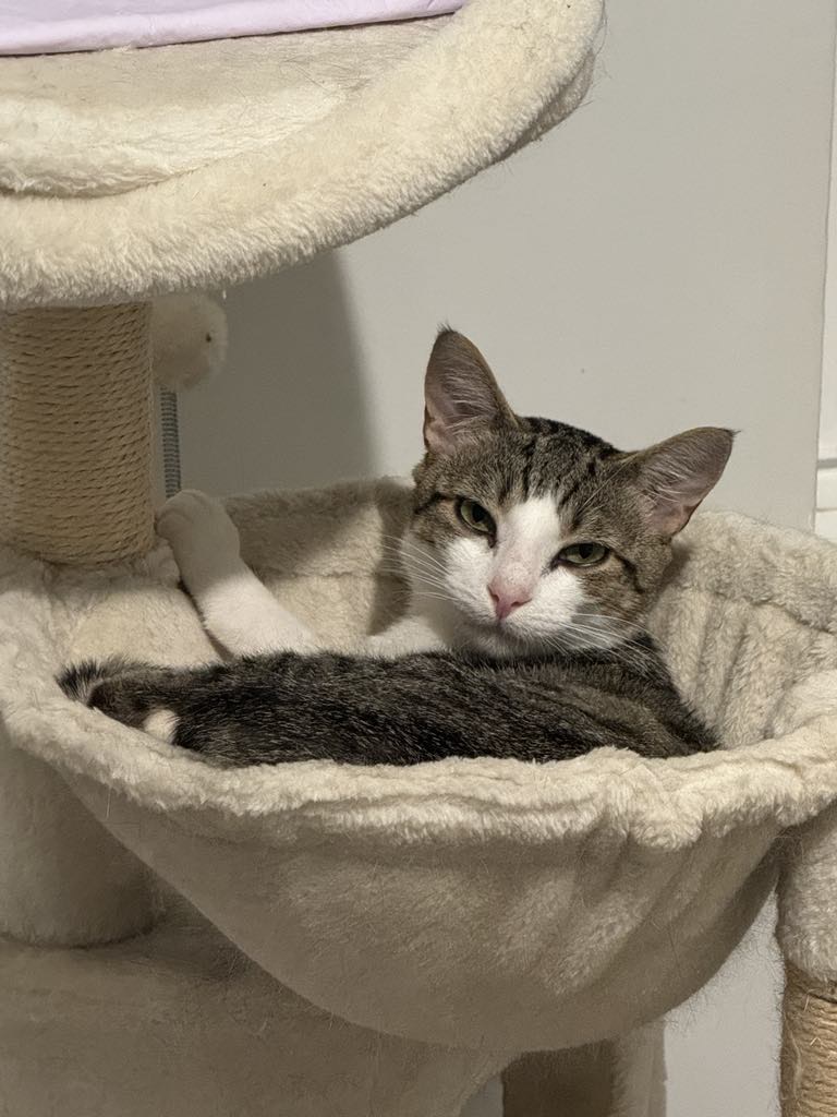 Enlarge Ethan, a Adoptable American Shorthair in Charlotte, NC image 2/6