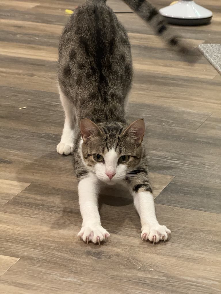 Ethan, Adoptable, Young Male American Shorthair.