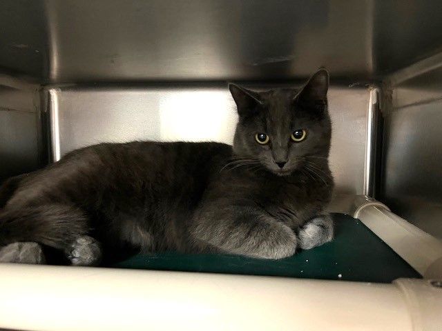 Enlarge Artemis, a Adoptable Domestic Short Hair in Geneseo, IL image 1/1