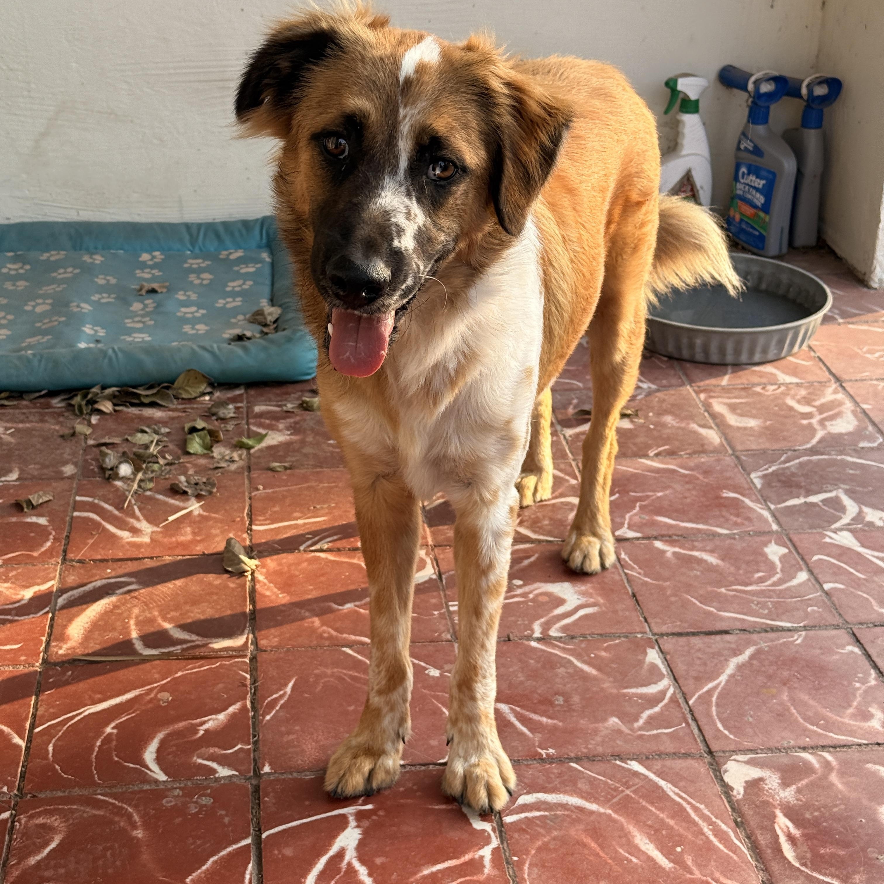 Enlarge Baron, a Adoptable Australian Shepherd in Indianapolis, IN image 3/5