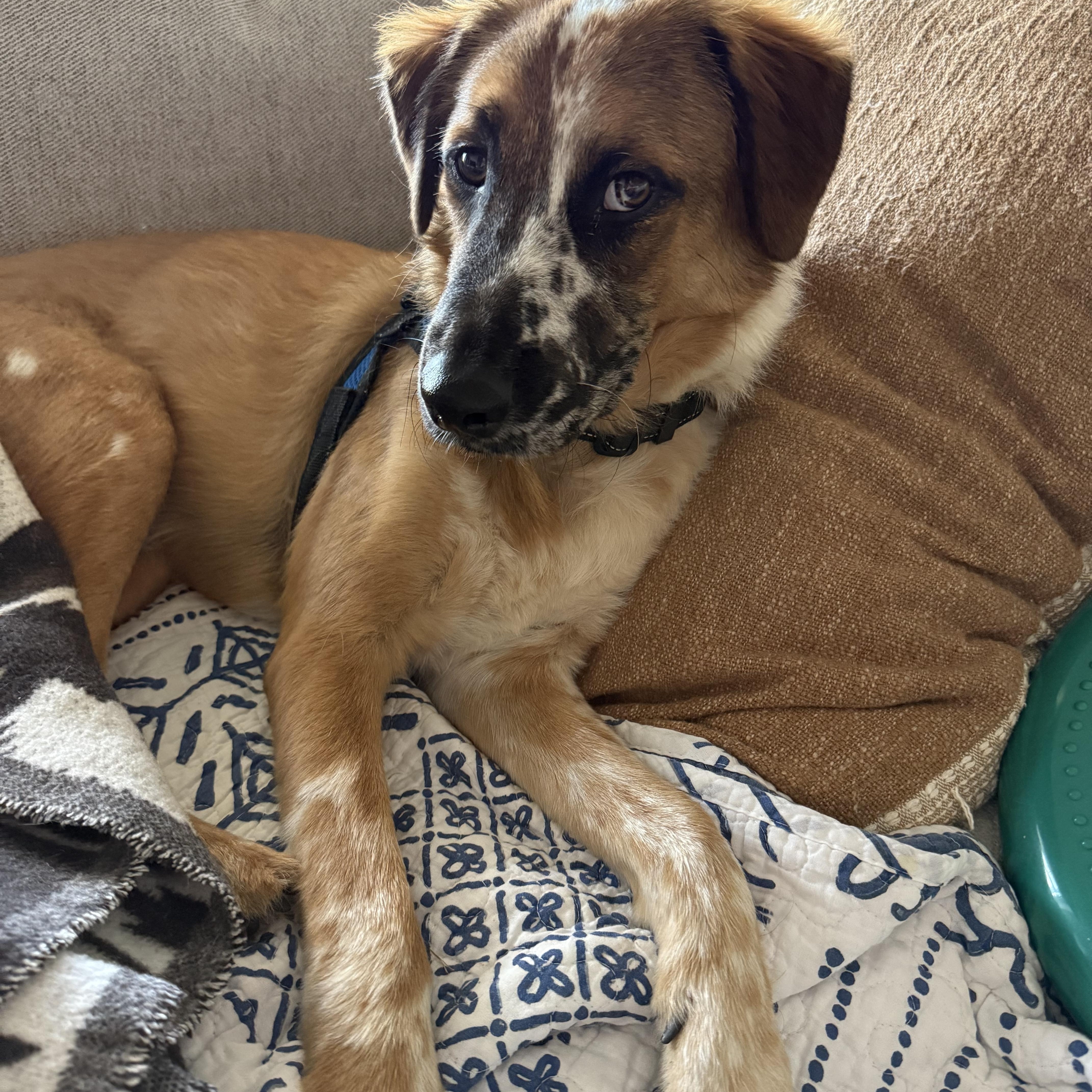 Enlarge Baron, a Adoptable Australian Shepherd in Indianapolis, IN image 1/5