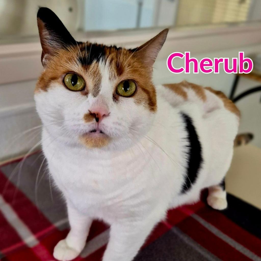 Cherub (fka Chelsea), Adoptable, Adult Female Domestic Short Hair.