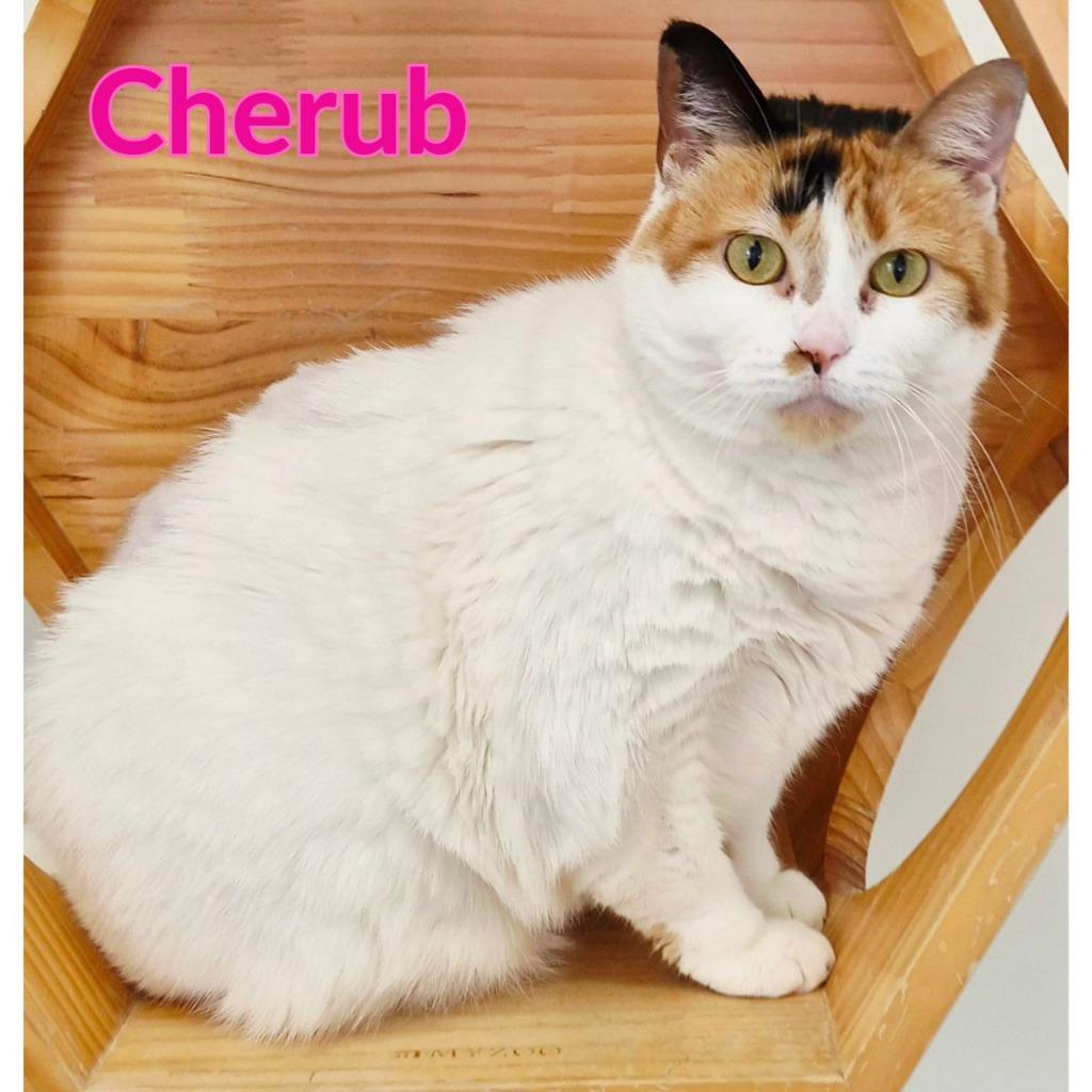Cherub (fka Chelsea), a Adoptable mixed breed in North Saint Paul, MN image 2/2