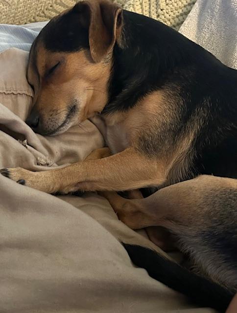 Enlarge Tanner, a ADOPTABLE mixed breed in Redondo Beach, CA image 5/5