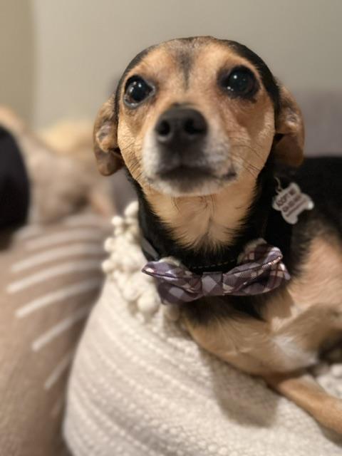Tanner, a ADOPTABLE mixed breed in Redondo Beach, CA image 1/6