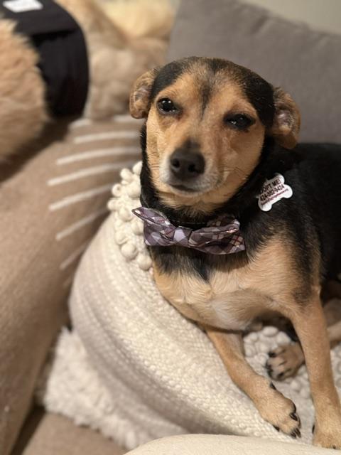 Tanner, a ADOPTABLE mixed breed in Redondo Beach, CA image 3/6