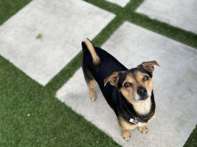 Tanner, a ADOPTABLE mixed breed in Redondo Beach, CA image 4/6