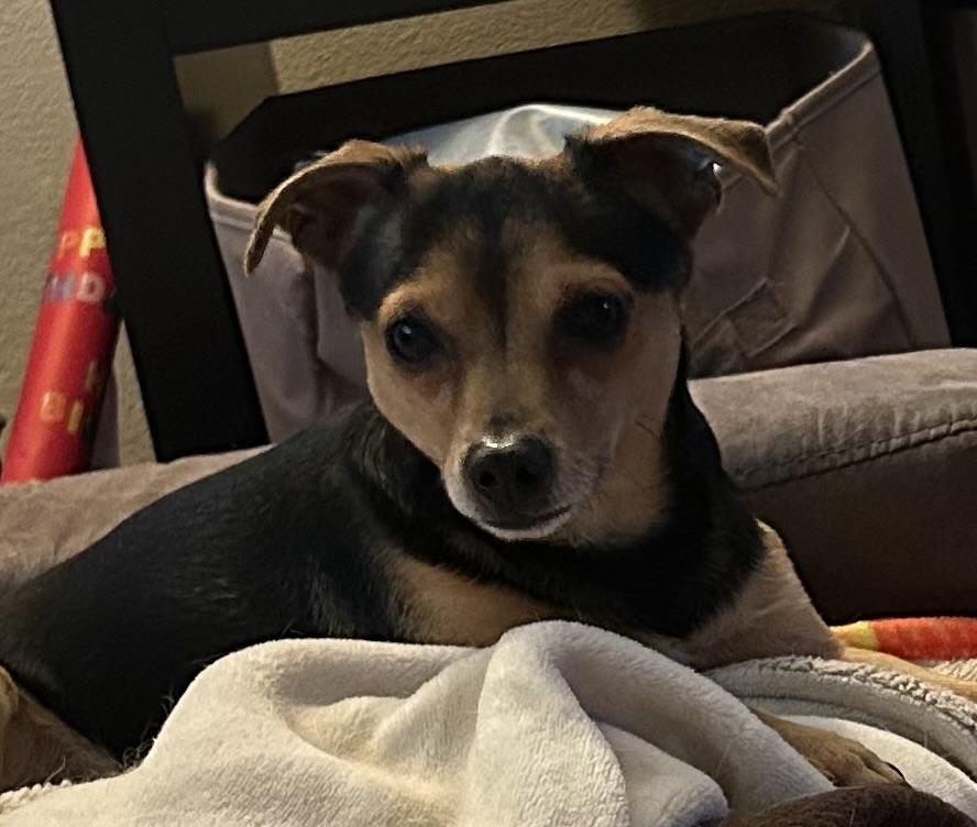 Enlarge Tanner, a ADOPTABLE mixed breed in Redondo Beach, CA image 2/5