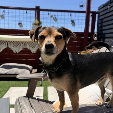 Tanner, a ADOPTABLE mixed breed in Redondo Beach, CA image 5/6