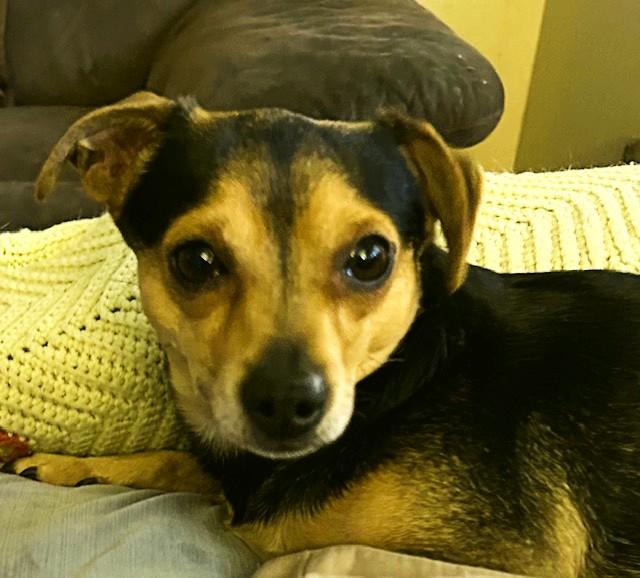 Tanner, ADOPTABLE, Young Male Chihuahua.