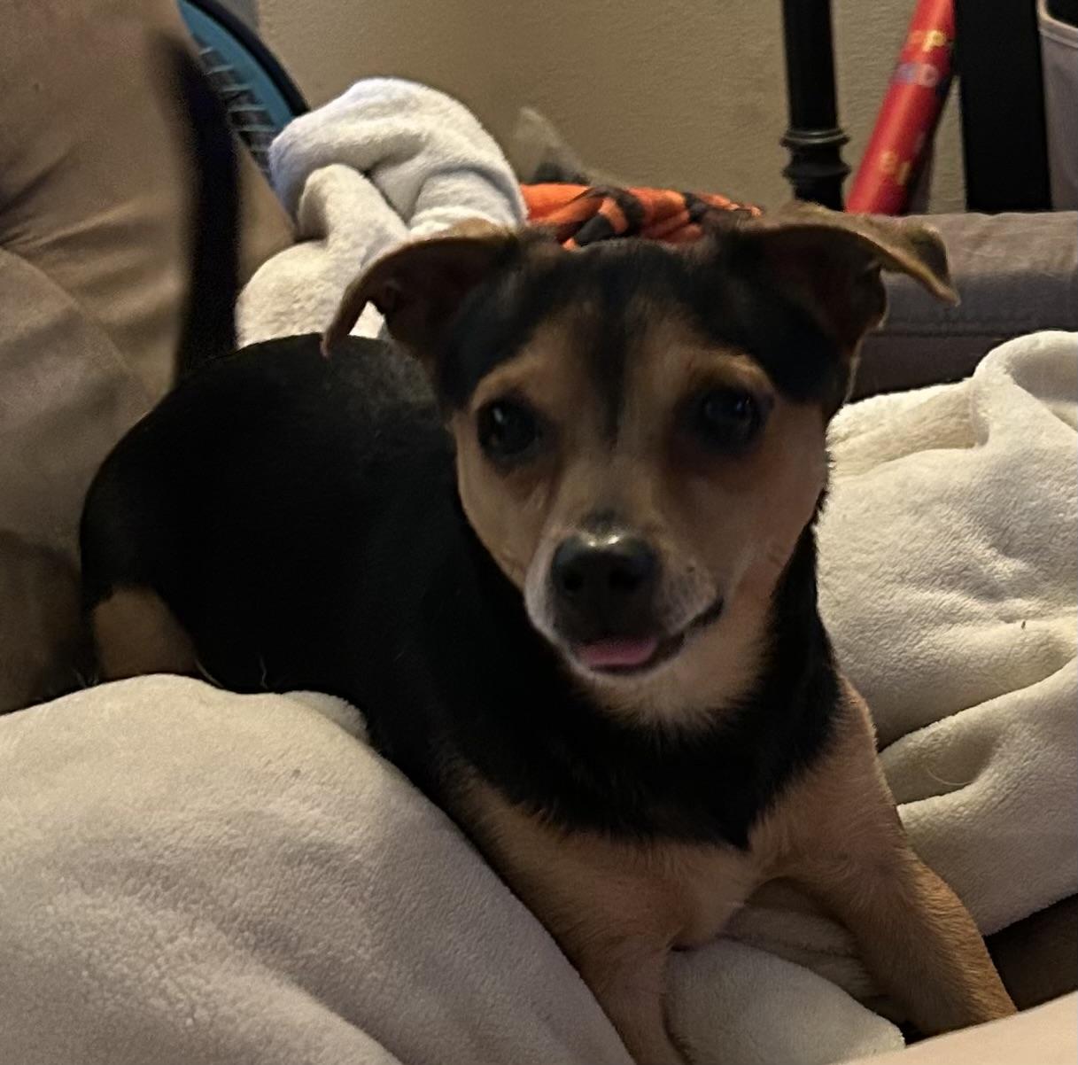 Enlarge Tanner, a ADOPTABLE mixed breed in Redondo Beach, CA image 3/5