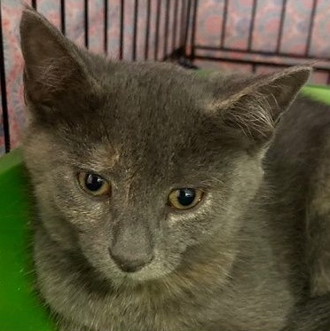 Grace, a Adoptable Dilute Tortoiseshell in Ocean Isle Beach, NC image 1/2
