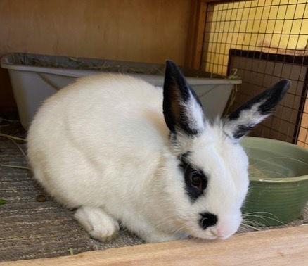 Parker, Adoptable, Young Male English Spot & Dwarf.