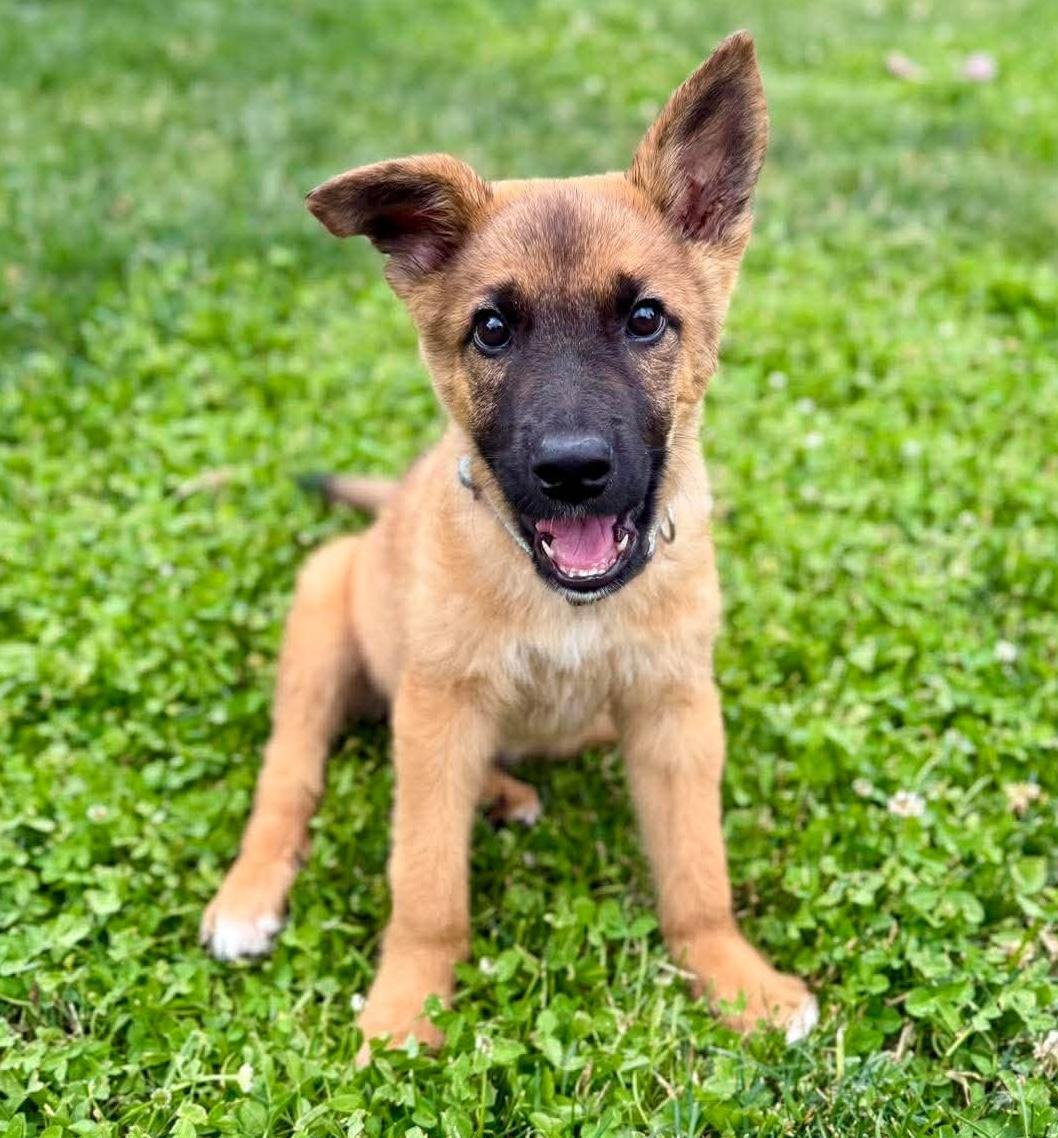 Elephant (Foster to Adopt), an adoptable mixed breed in Silvana, WA image 4/6
