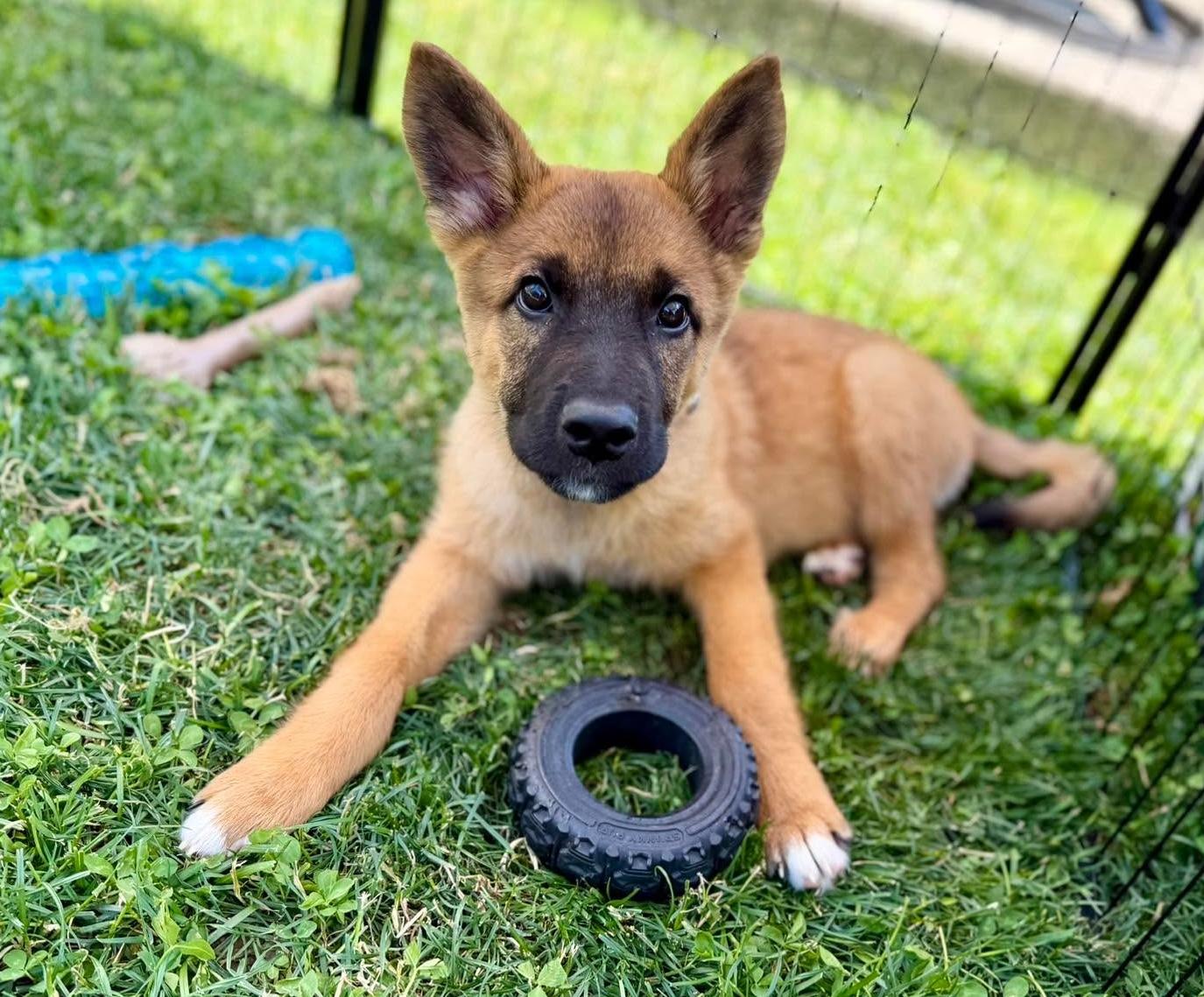 Elephant (Foster to Adopt), an adoptable mixed breed in Silvana, WA image 1/6