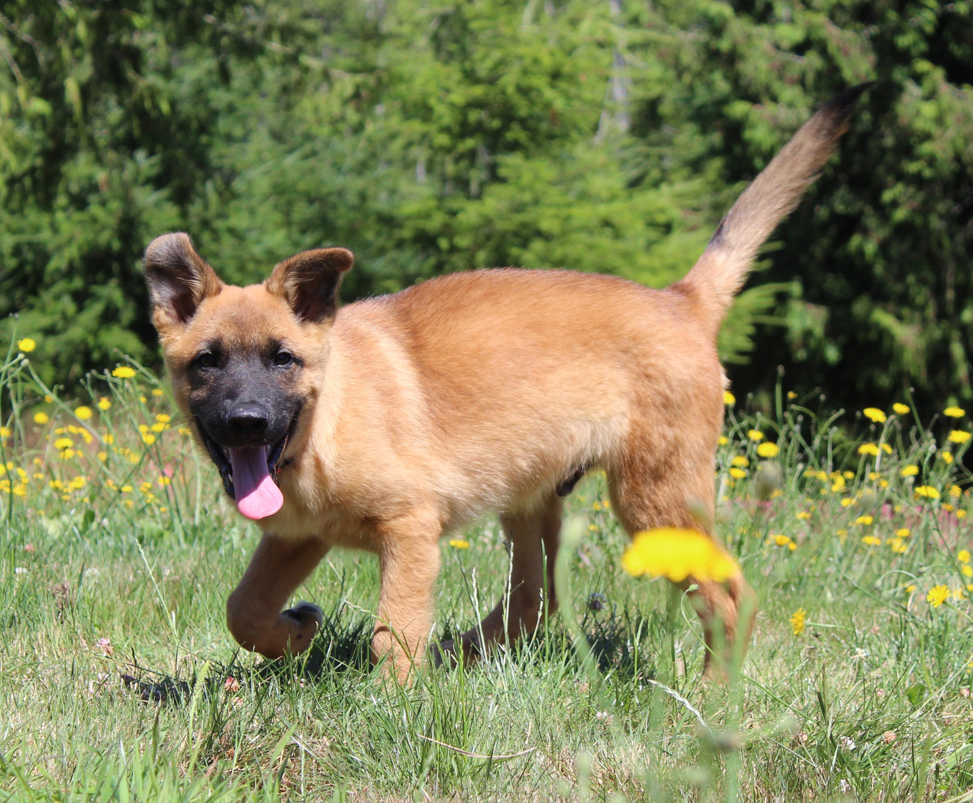Elephant (Foster to Adopt), an adoptable mixed breed in Silvana, WA image 3/6