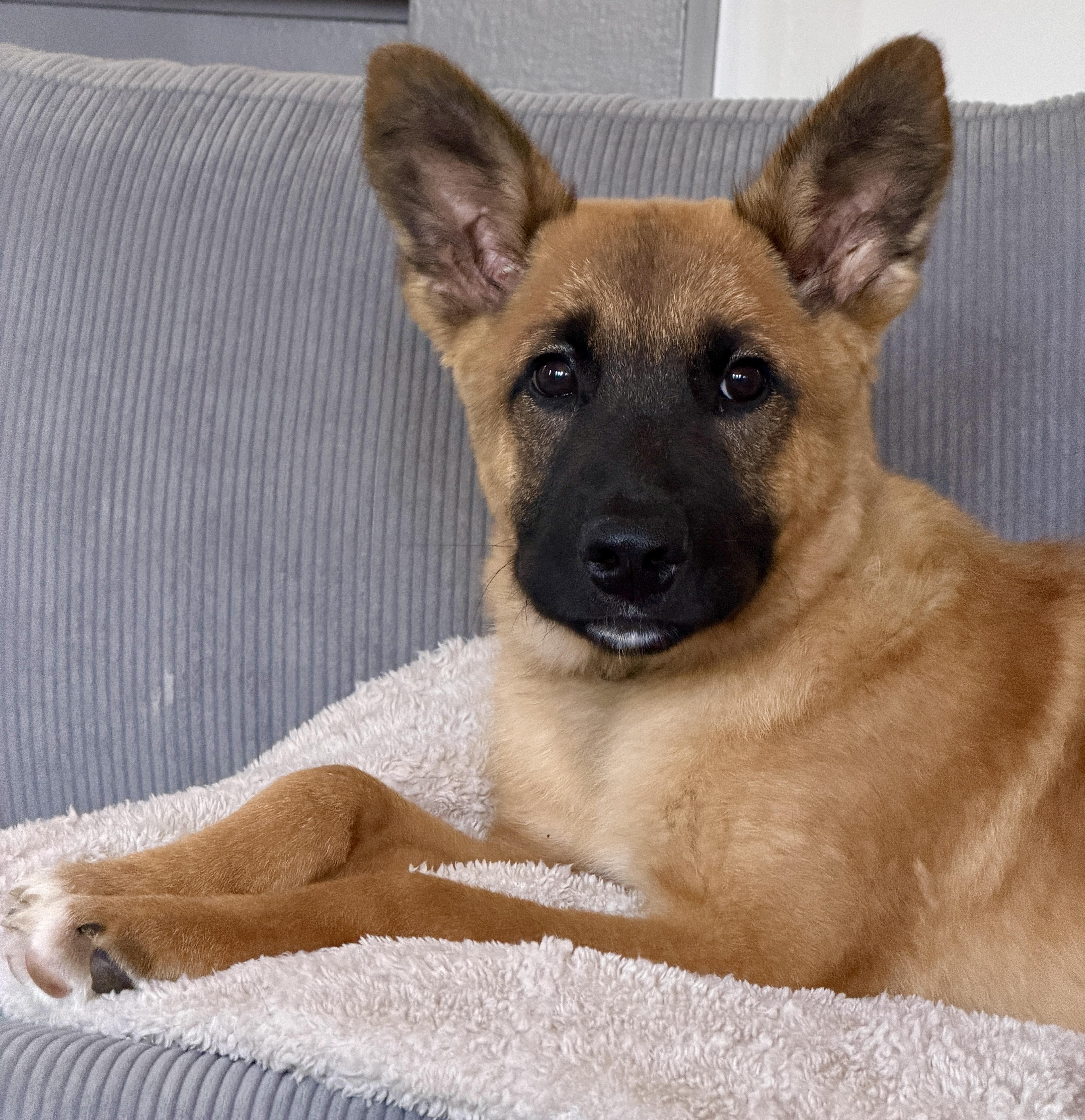 Elephant (Foster to Adopt), an adoptable mixed breed in Silvana, WA image 2/6