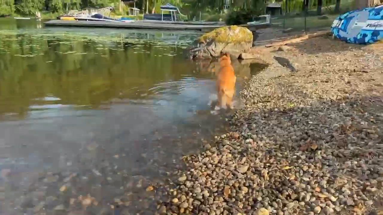 Enlarge Elephant (Foster to Adopt), an adoptable mixed breed in Silvana, WA video 6/6