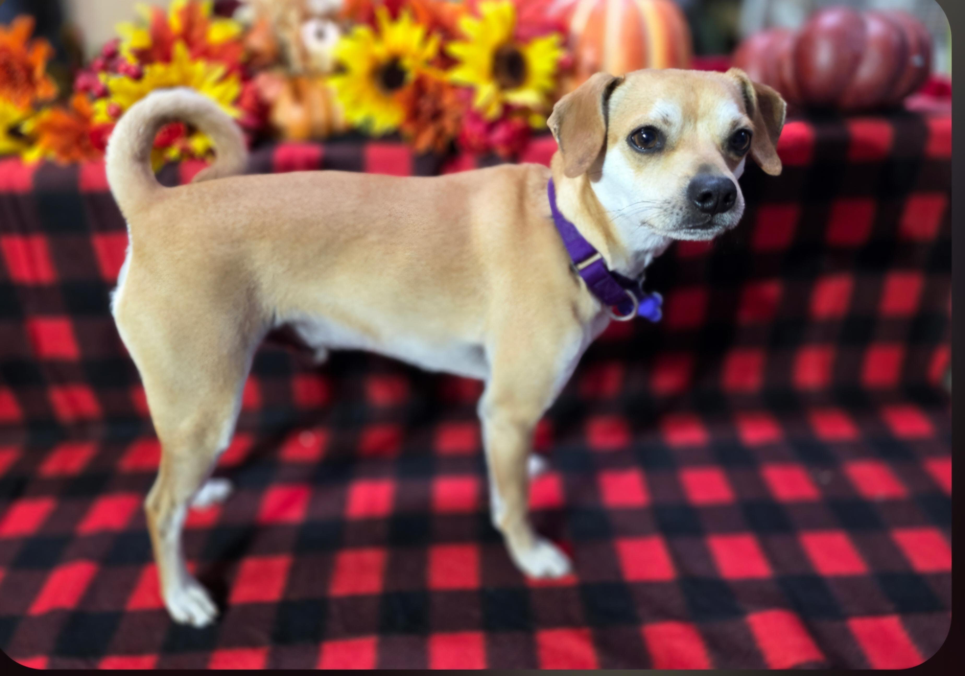 Scooby, Adoptable, Adult Male Chihuahua.