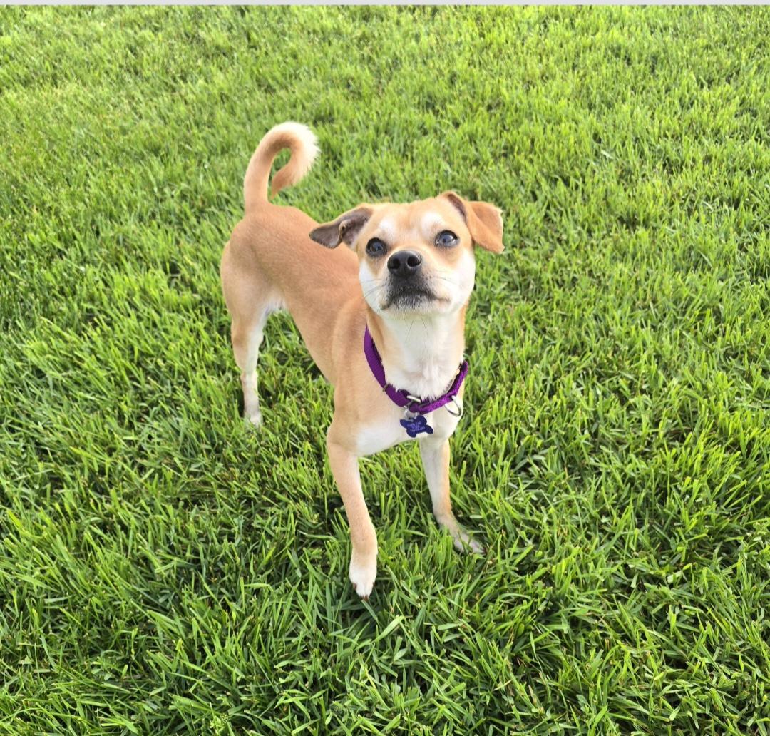 Enlarge Scooby, a ADOPTABLE mixed breed in Jamestown, ND image 4/6